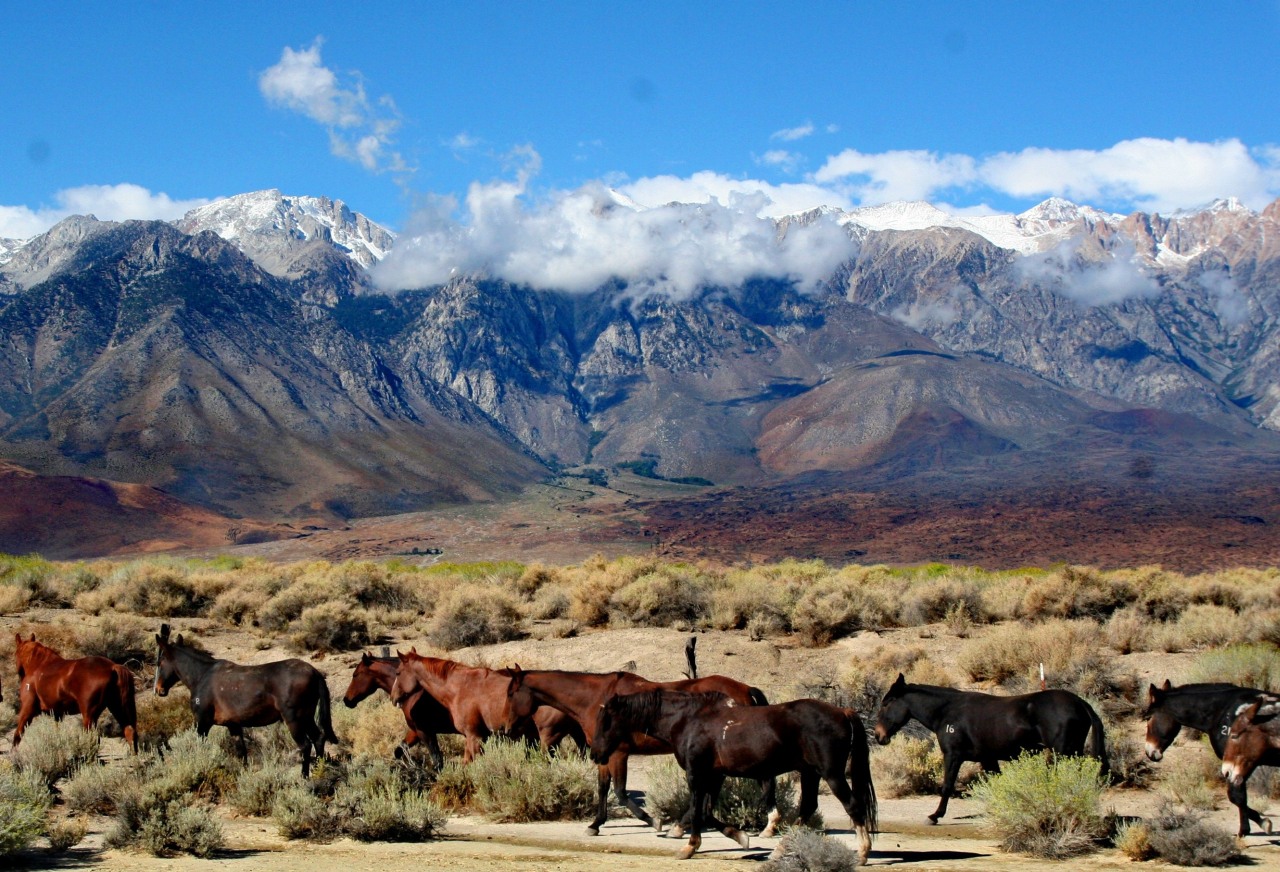 High Sierra Pack Trips; Horseback Riding; Mule Packing; John Muir Trail