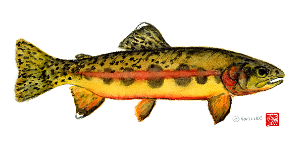 Golden Trout © Ron Luce, Used by Permission
