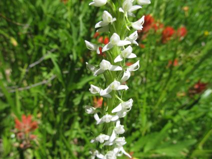 sierra orchid